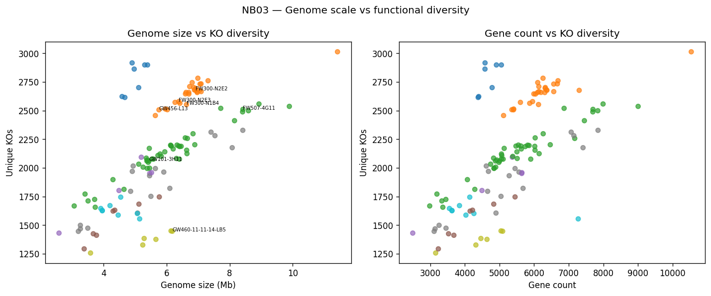 Genome size vs KO diversity